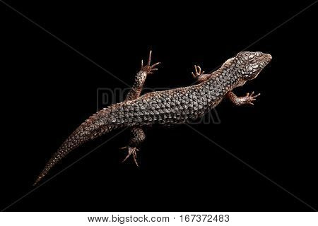 Top view on brown skink, tropidophorus baconi, isolated black background