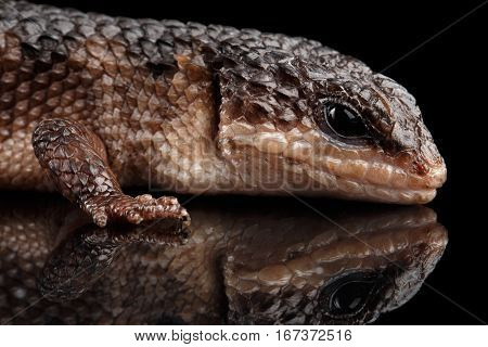 Close-up brown skink, tropidophorus baconi on isolated black background with reflection, wild reptile