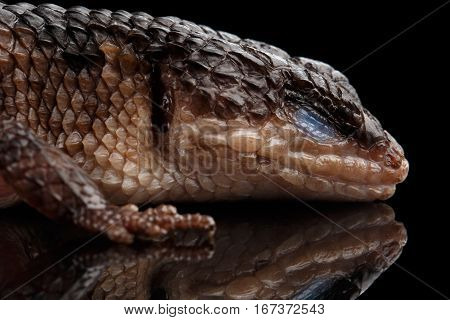 Close-up brown skink, tropidophorus baconi on isolated black background with reflection, wild reptile