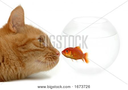 เพื่อนประหลาดหรือปลา Naive