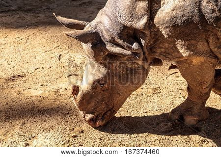 Indian rhinoceros Rhinoceros unicornis found in the savannahs of India and Nepal.