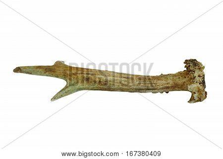 roebuck real horn isolated over white background ( Capreolus )