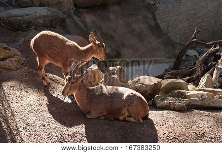 Nubian ibex Capra nubiana is a goat found in the desert of the Middle East