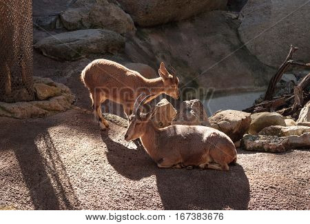 Nubian ibex Capra nubiana is a goat found in the desert of the Middle East