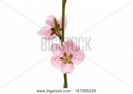 Cherry blossom sakura flowers isolated on white background