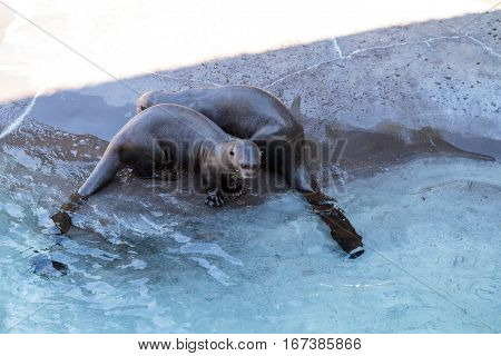 Giant River Otter, Pteronura Brasiliensis