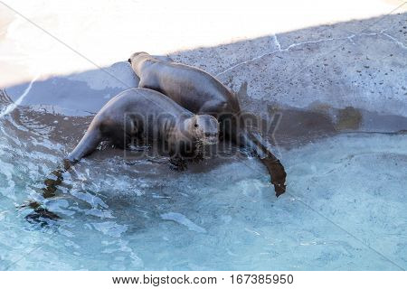 Giant River Otter, Pteronura Brasiliensis