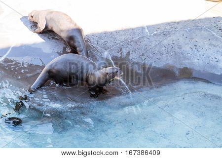 Giant River Otter, Pteronura Brasiliensis