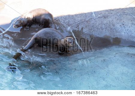 Giant River Otter, Pteronura Brasiliensis
