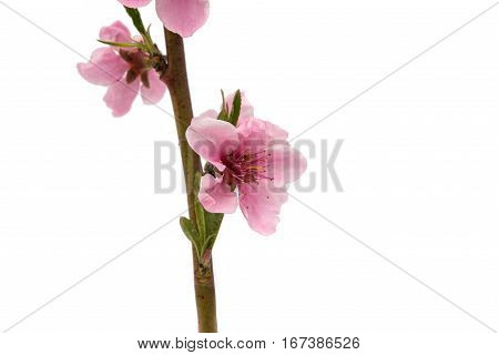 Cherry blossom sakura flowers isolated on white background