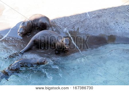 Giant River Otter, Pteronura Brasiliensis