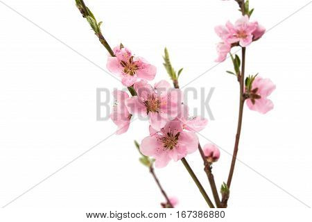 Cherry blossom sakura flowers isolated on white background