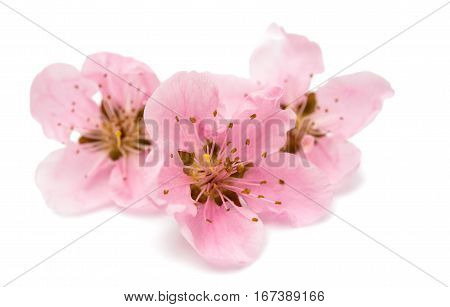 Cherry blossom sakura flowers isolated on white background