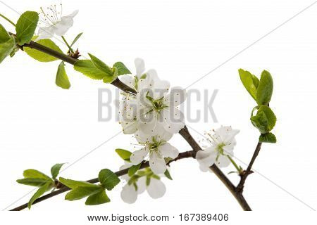cherry blossom flowers isolated on white background