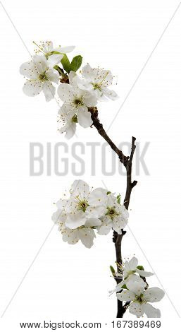 cherry blossom flowers isolated on white background