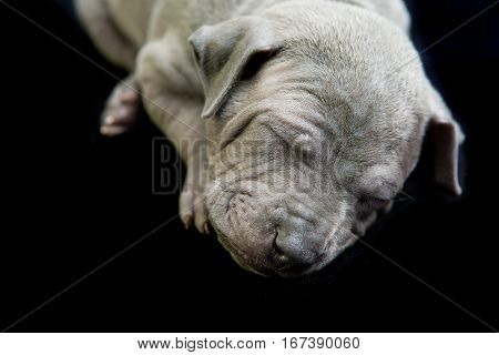 Closeup portrait of one month old thai ridgeback puppy dog sleeping. Isolated on black. Copy space.