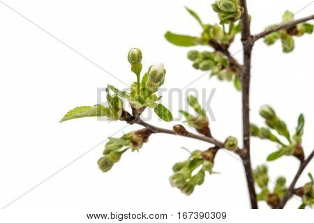 cherry blossom flowers isolated on white background