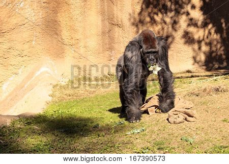 Western Lowland Gorilla
