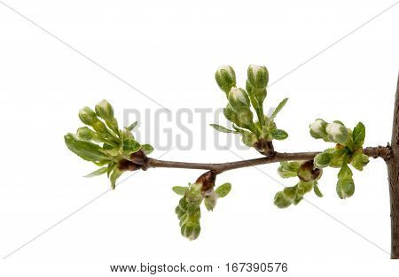 cherry blossom flowers isolated on white background