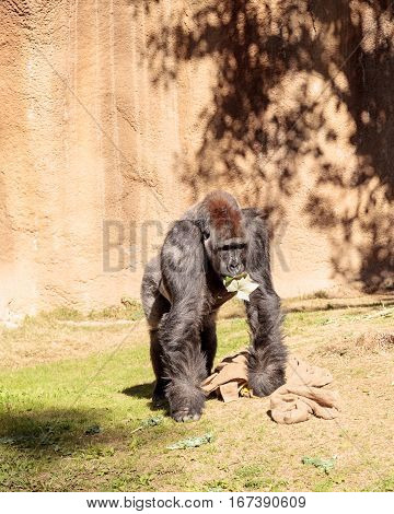 Western Lowland Gorilla