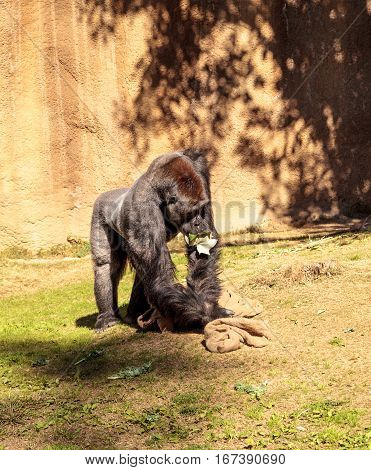 Western Lowland Gorilla is found in forests and lowland swamps in Africa