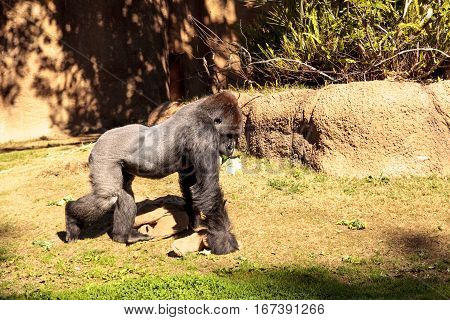 Western Lowland Gorilla is found in forests and lowland swamps in Africa