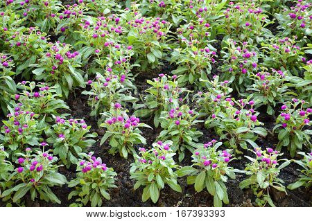 close up gomphrena globosa flower in nature garden