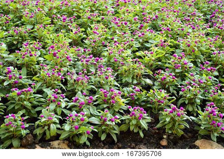 close up gomphrena globosa flower in nature garden