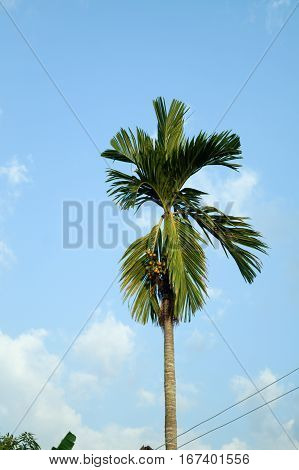Betel Palm.