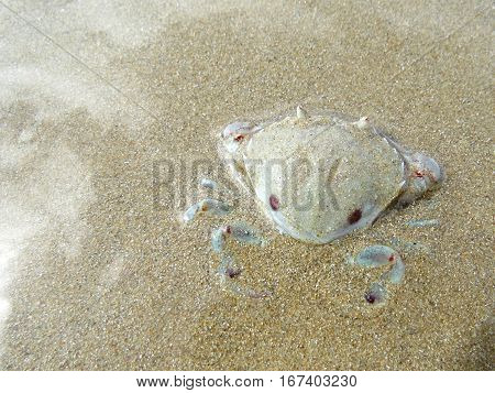 A crab burying itself in sand on an Australian beach