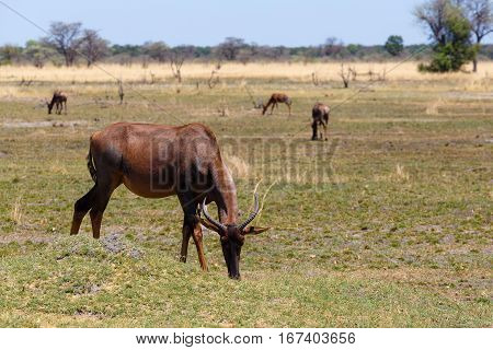 Antelope Tsessebe Africa Safari Wildlife And Wilderness