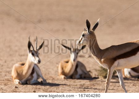Herd Of Springbok, Africa Safari Wildlife