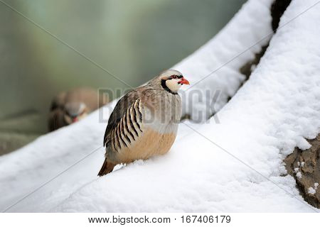 Partridge In Winter