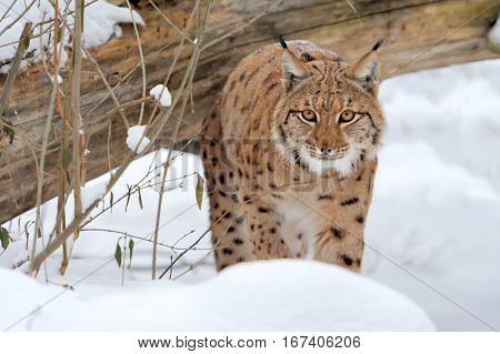 Close beautiful wild lynx in winter day