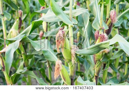 Corn Cob In Corn Field Ready To Harvest