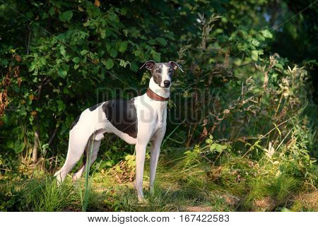 Dog Breeds Whippet, Greyhound Hunting Dogs