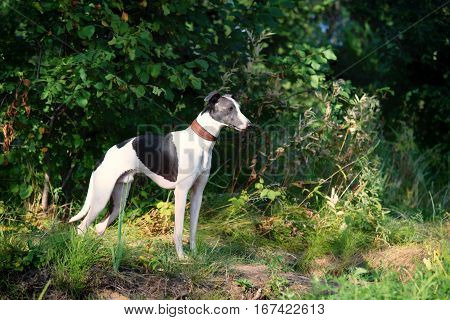 Dog Breeds Whippet, Greyhound Hunting Dogs