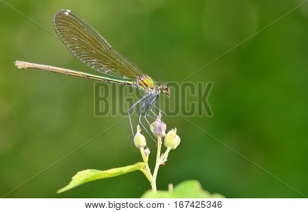 Macro dragonfly in forest (coleopteres splendens), close up