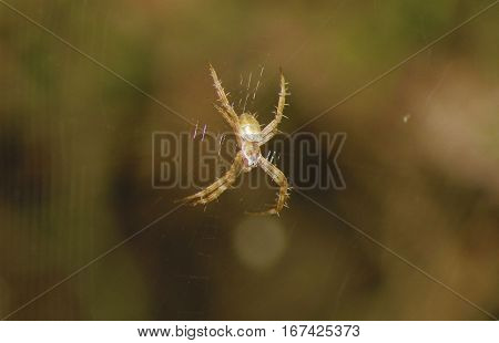 Tiny shiny golden spider on its web