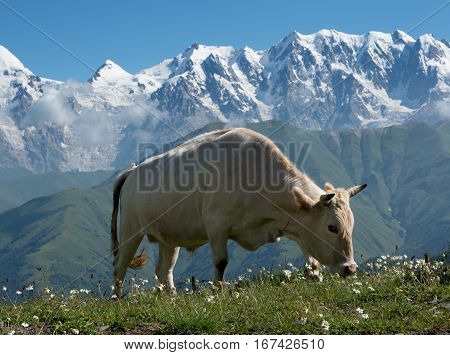 Cow depastures on alpine meadow. High mountains covered with snow in background.