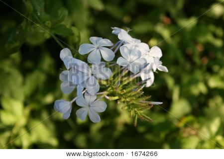 Fiore blu