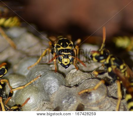 Wasp Nest With Wasps Sitting On It. Wasps Polist. The Nest Of A Family Of Wasps Which Is Taken A Clo