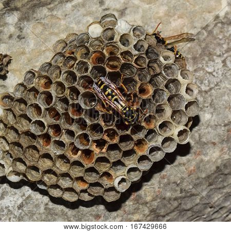 Wasp Nest With Wasps Sitting On It. Wasps Polist. The Nest Of A Family Of Wasps Which Is Taken A Clo