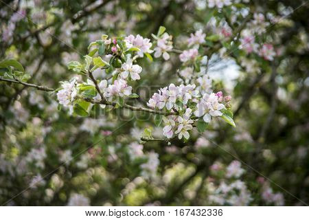 Sprigs of small white apple blossom flowers on blurred background