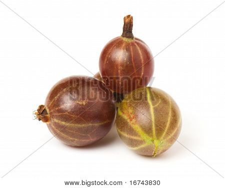 Agrest Grossularia, Eatberry,