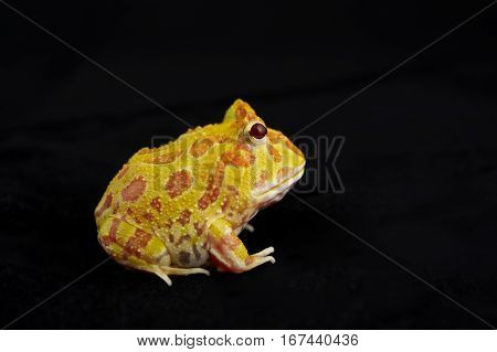 Argentine Horned Frog (Ceratophrys ornata) also known as the Argentine wide-mouthed frog or ornate pacman frog from the grasslands of Argentina Uruguay and Brazil. Isolated on black.