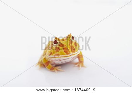 Argentine Horned Frog (Ceratophrys ornata) also known as the Argentine wide-mouthed frog or ornate pacman frog from the grasslands of Argentina Uruguay and Brazil. Isolated on white.