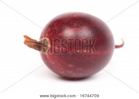 Agrest Grossularia, Eatberry,
