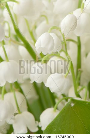 Nowdrop