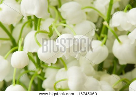 Nowdrop